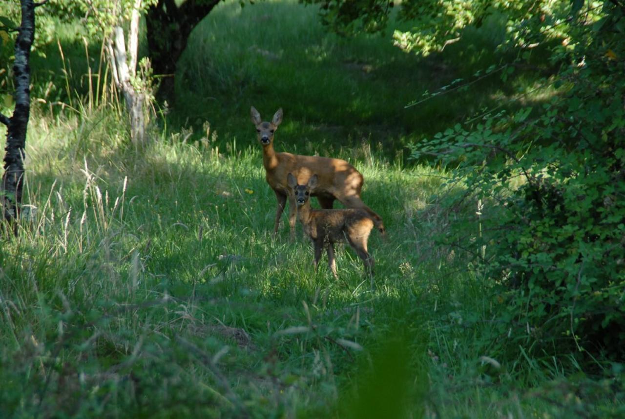 Le Terrier Blanc Vila Argenton Sur Creuse Exterior foto